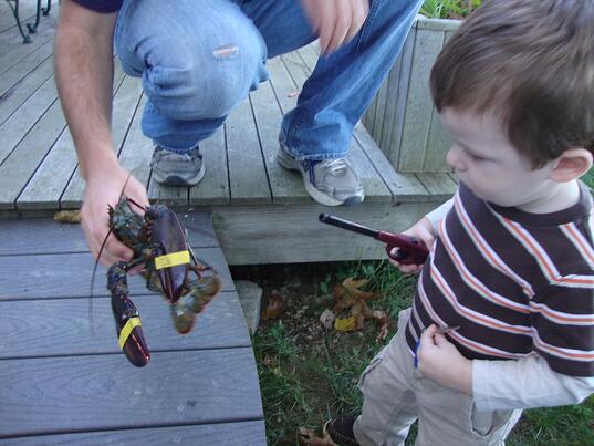 Toddler and Lobster